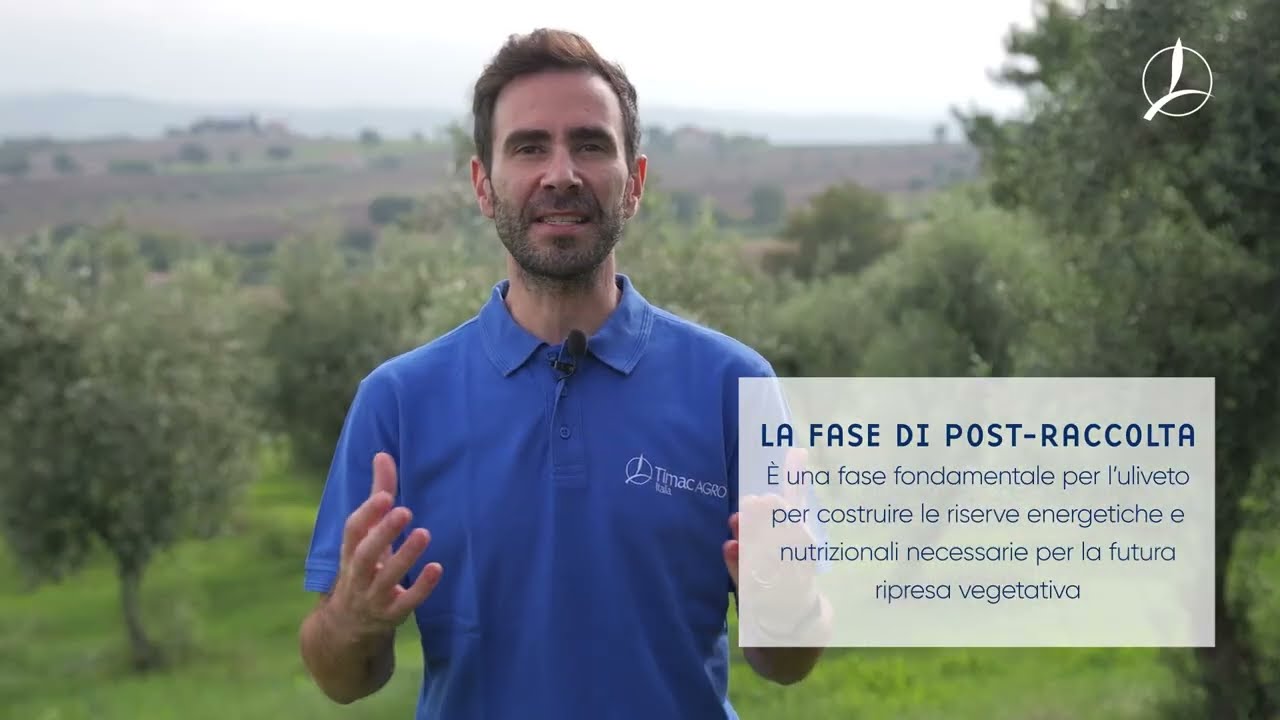 ATC in Campo - Olivo #3 - Ingrossamento, invaiatura e maturazione