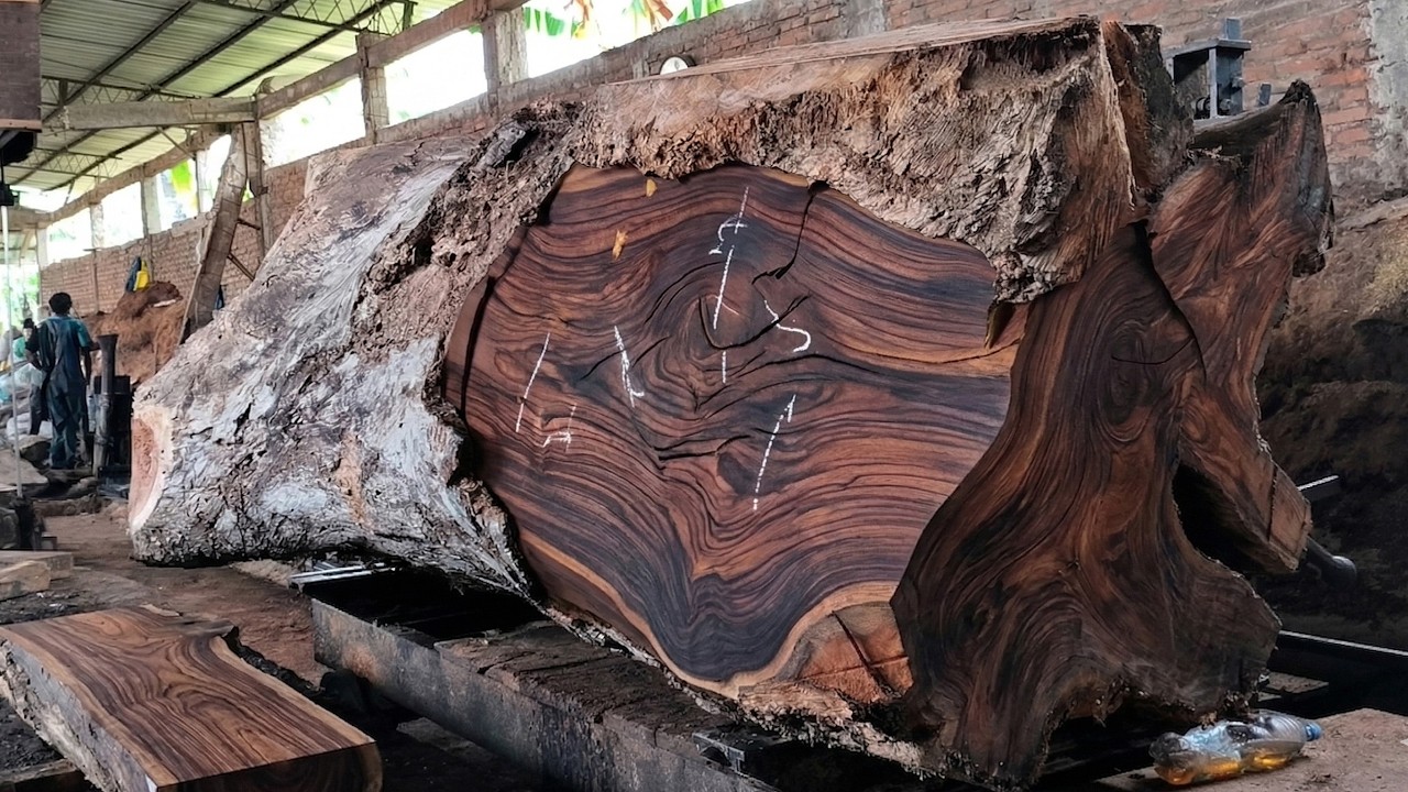 EXTINCT?! This Sonokeling Wood Made $100K | Rare Rosewood Timber Export