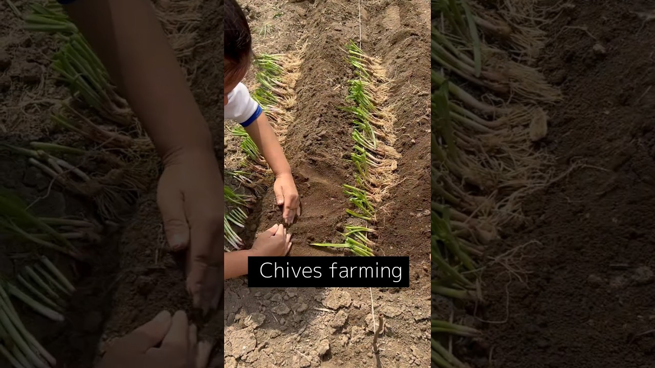 Techniques to grow high yield chives #satisfying #farming