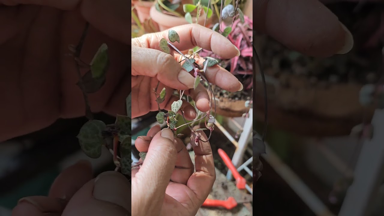 Best way to Propagate String of Heart