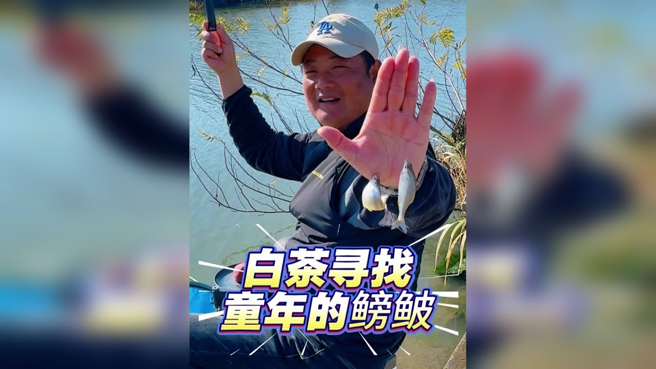 白茶寻找童年的鳑鲏