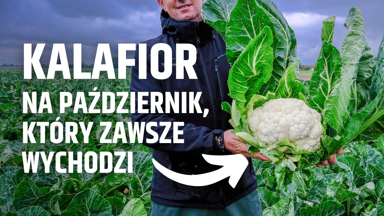 Kalafior na październik, który zawsze wychodzi