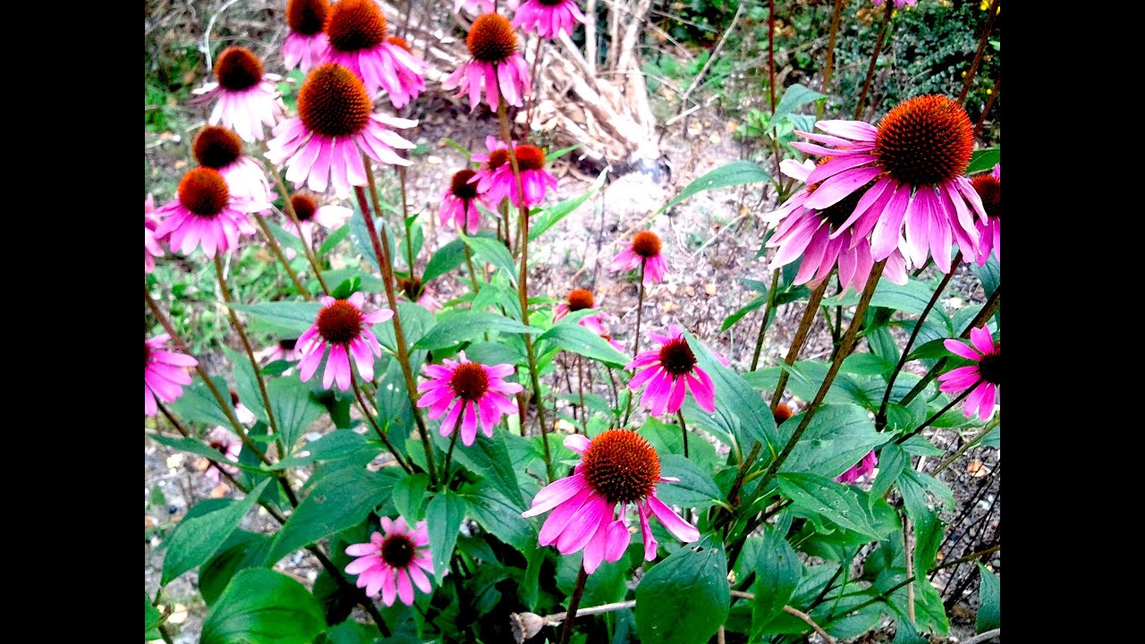 Odla egna perenner till trädgården -Rudbeckia