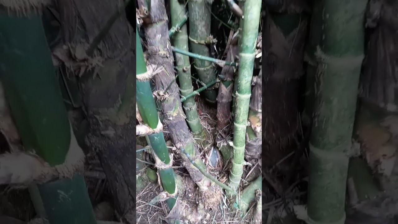 Kawayan #bamboo #grass #nature #buhayprobinsya #backyardfarming