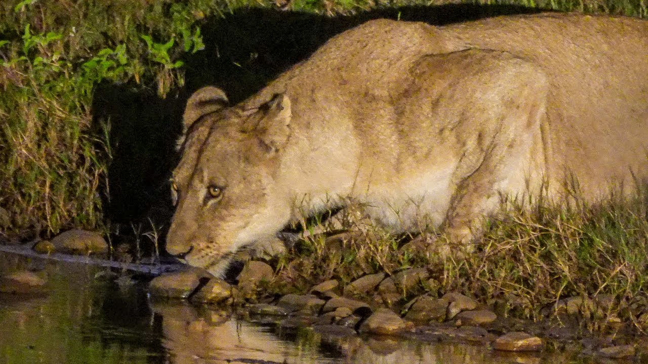 Karongwe Game Reserve, South Africa