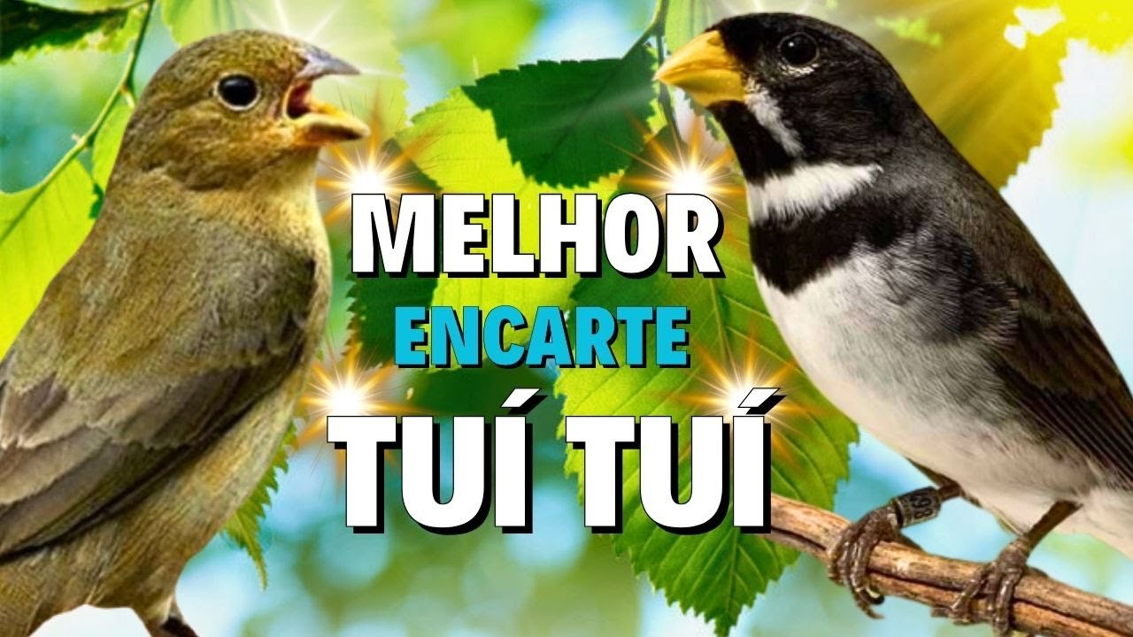 🔴MELHOR CANTO DE COLEIRO TUI TUI 🔴PARA ENCARTE DE COLEIRO TUI TUI 🔴COM🔴CANTO DE COLEIRO TUI TUI🔴