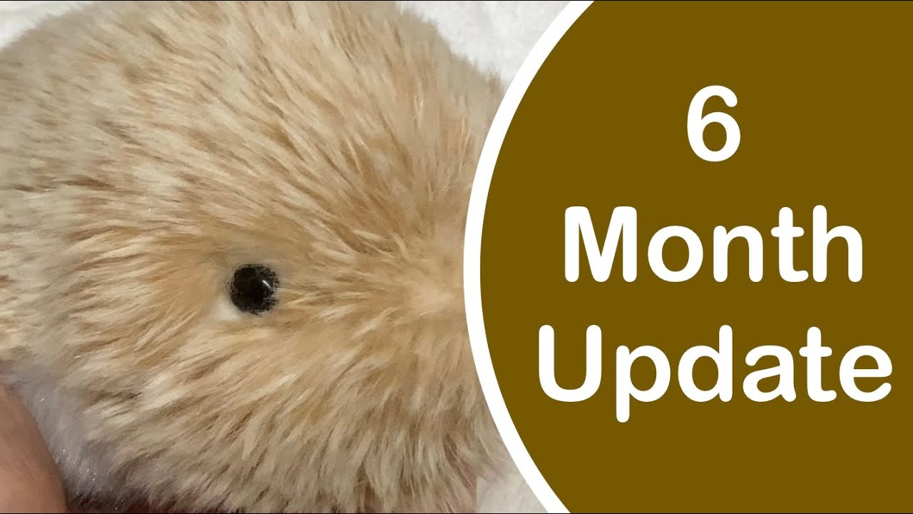 Moflin AI Robotic Pet: 6 month update, Purrble comparison & Cleaning up #moflin #robot #roboticpet