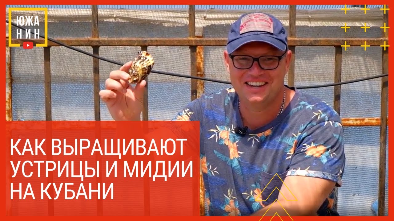 Как выращивают устрицы и мидии на Кубани