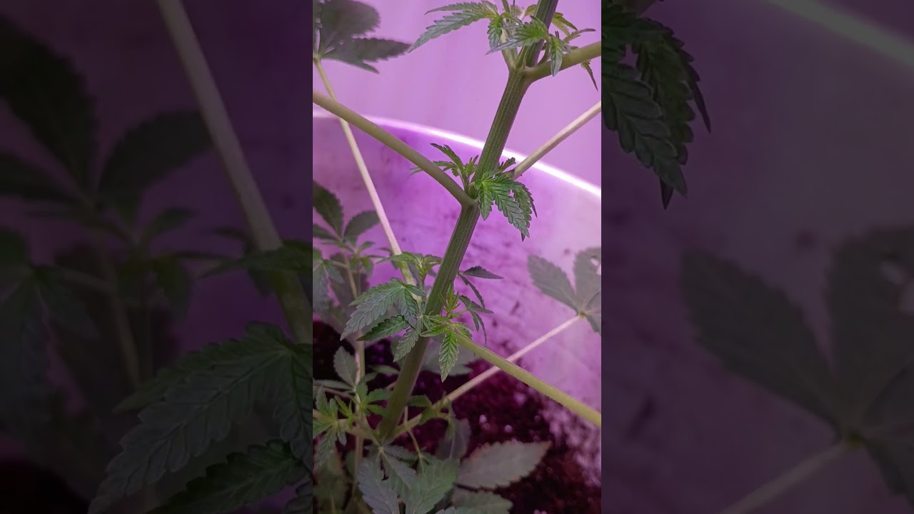 8th day of changing light cycle to 12 hours still can't determine if it's a female or a male yet