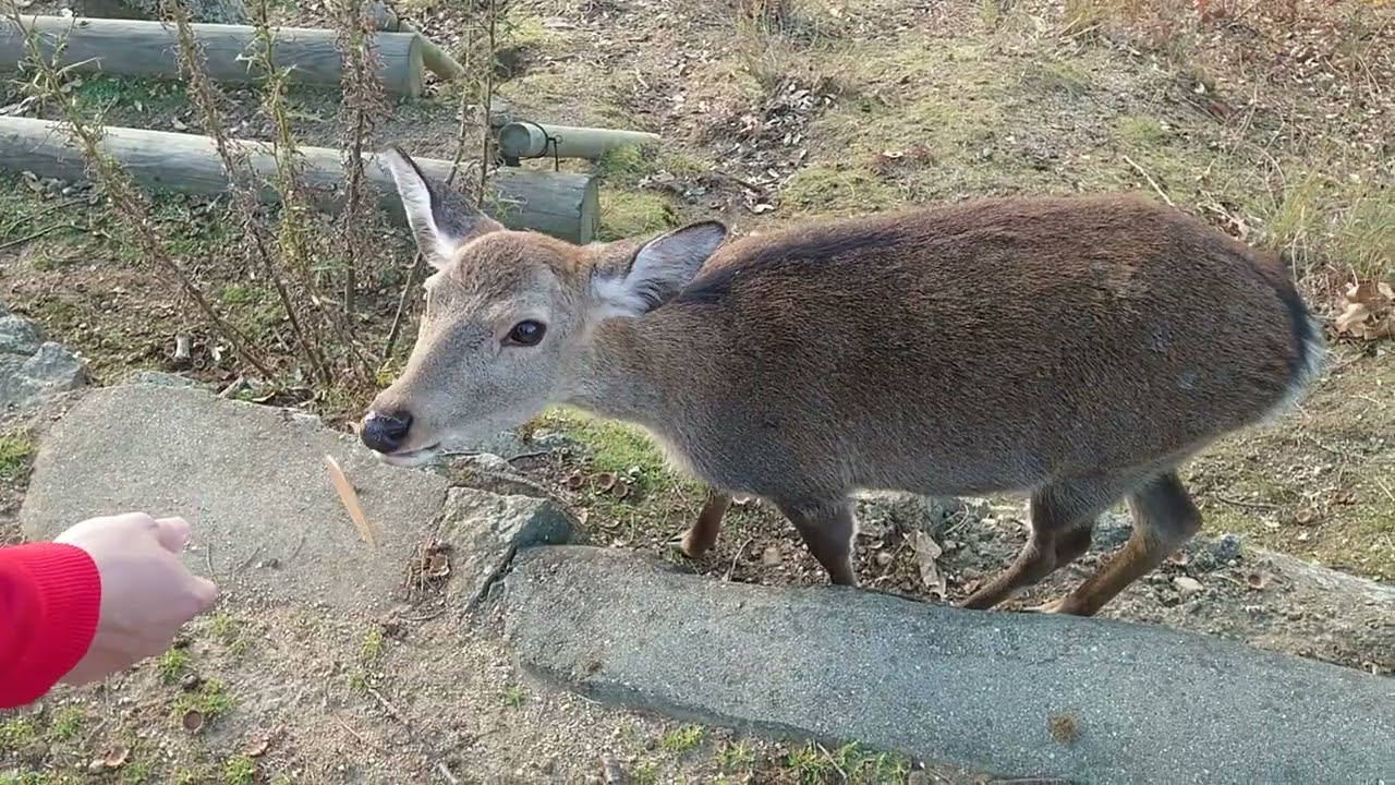 deer on Mt. Wakakusa,Nara park,Nara,Japan,the 15th of November,2020