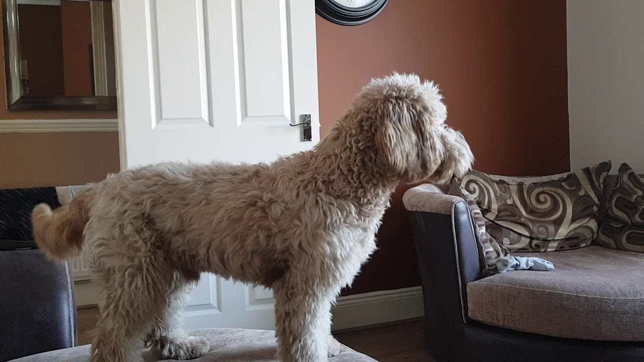 Blaze Apricot Puppy The Toy Cockapoo Howling 😁