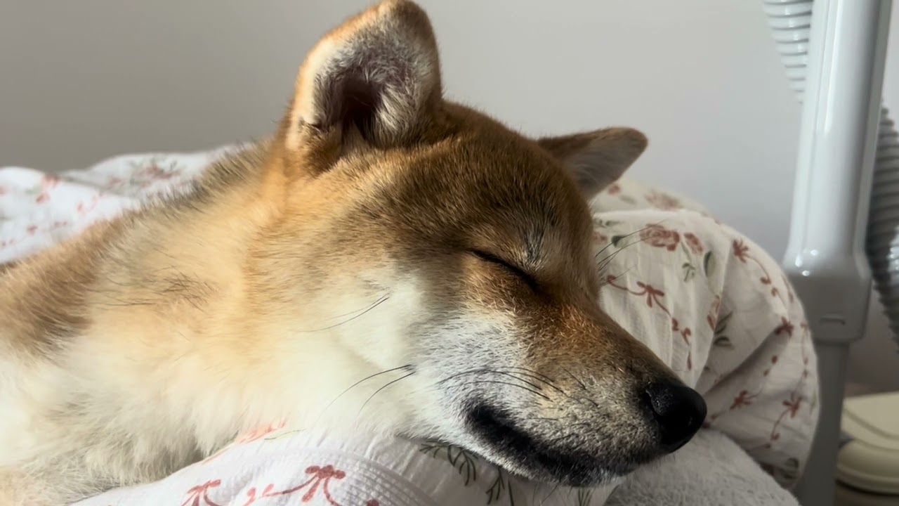 睡眠柴