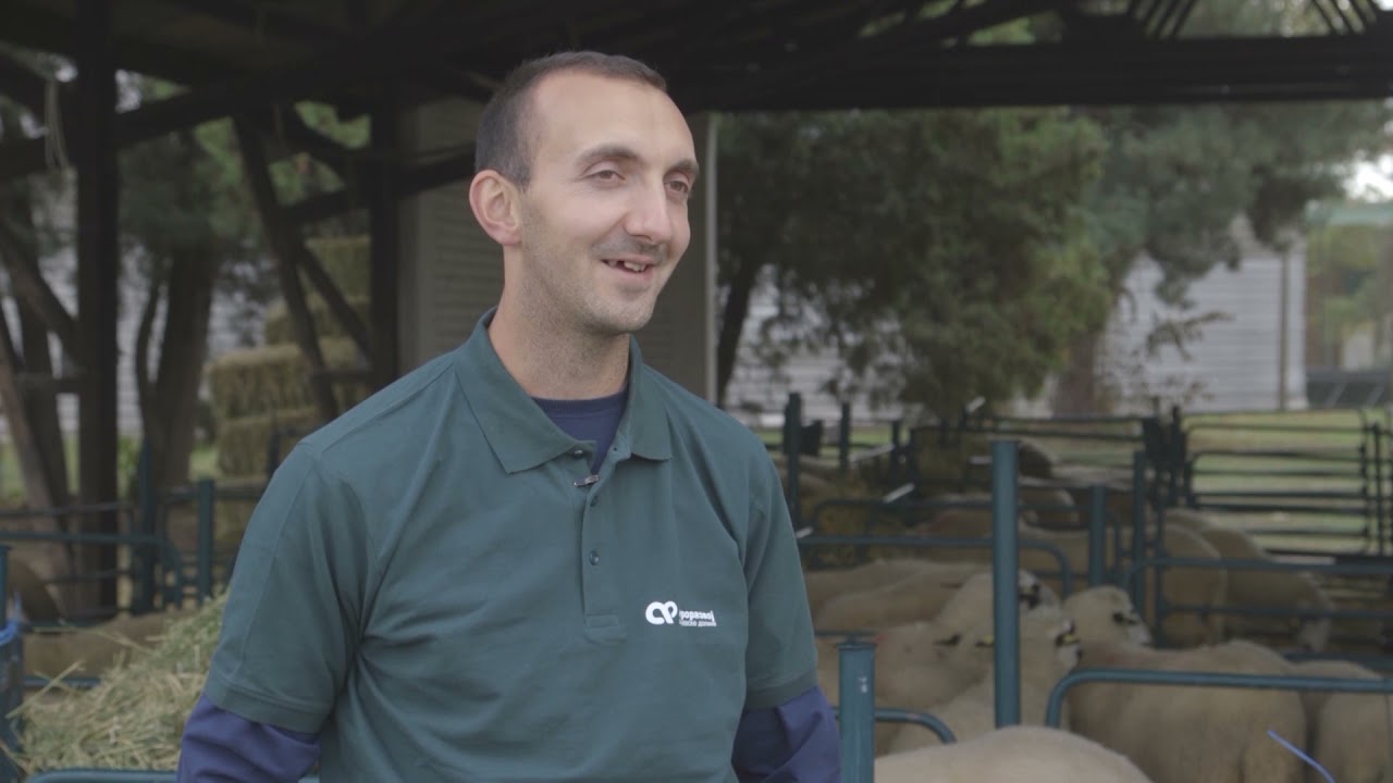 Farma OVACA rase SJENICKA PRAMENKA - U nasem ataru 915
