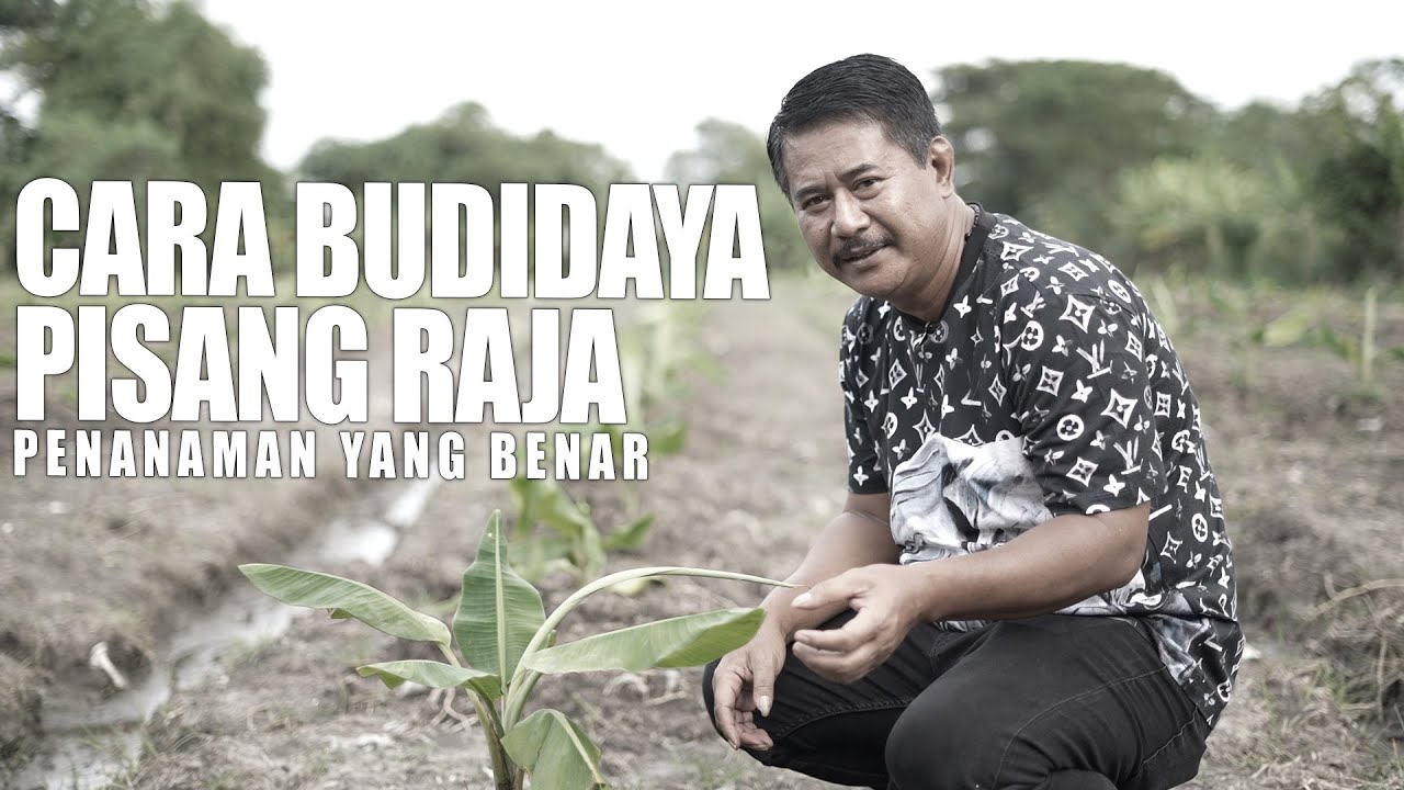 HAJI SUN | Teknik Penanaman Pisang Raja yang Benar, Cepat Panen dan Hasil Melimpah