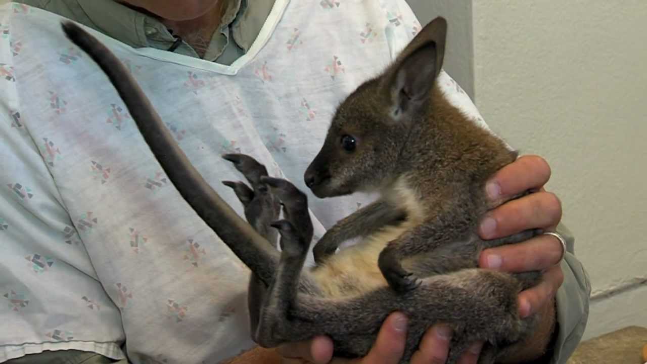 Baby Bennett's Wallaby - Cincinnati Zoo