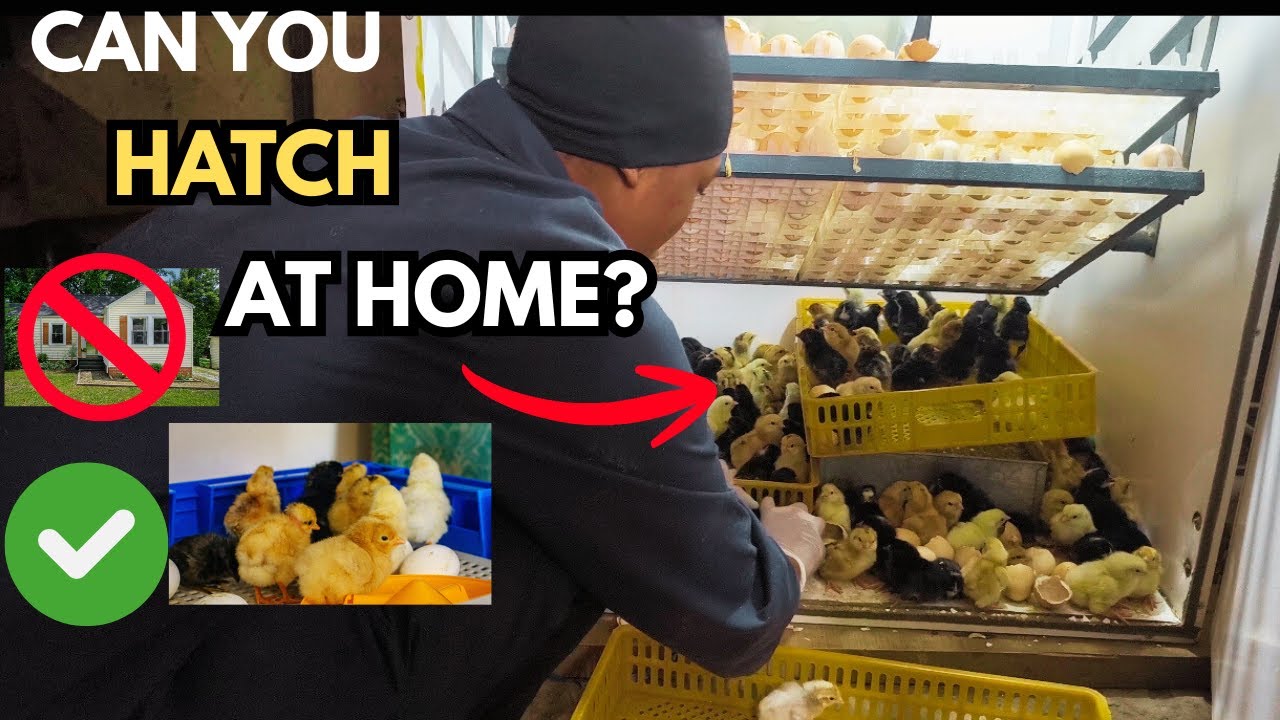 Removing Chicks From the Incubator Step by Step | Can You Hatch Chicks at Home Without a Hatchery?