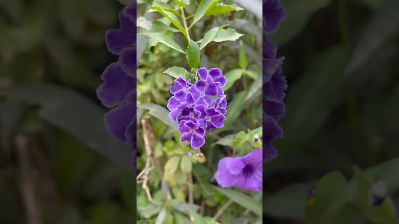 Beautiful purple flower #flowers #garden #gardening #beautifulnature #flower #naturevideo #shorts