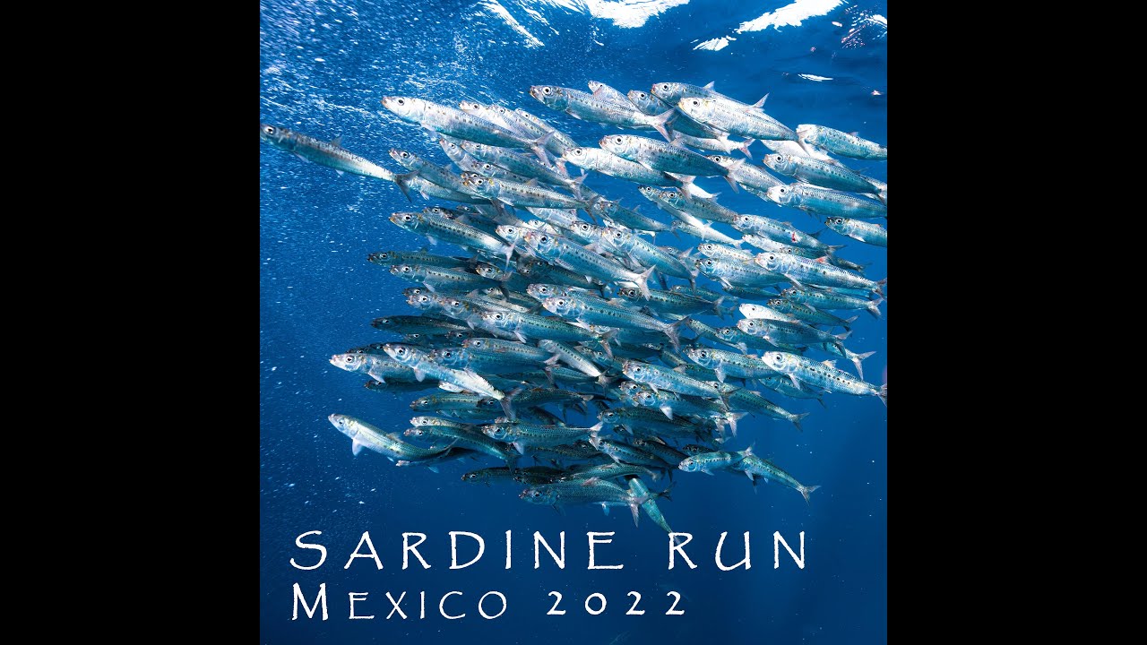 Sardine Run Mexico 2022