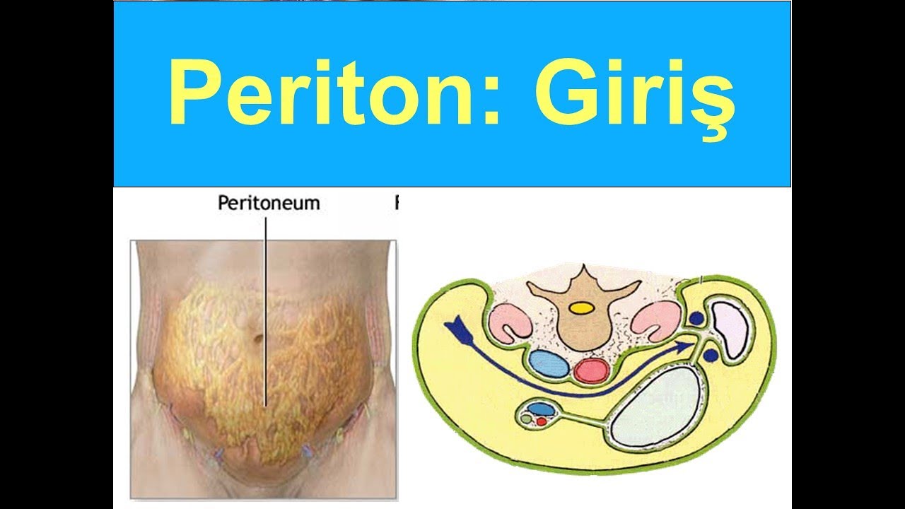 Periton: Giriş YAYDAR