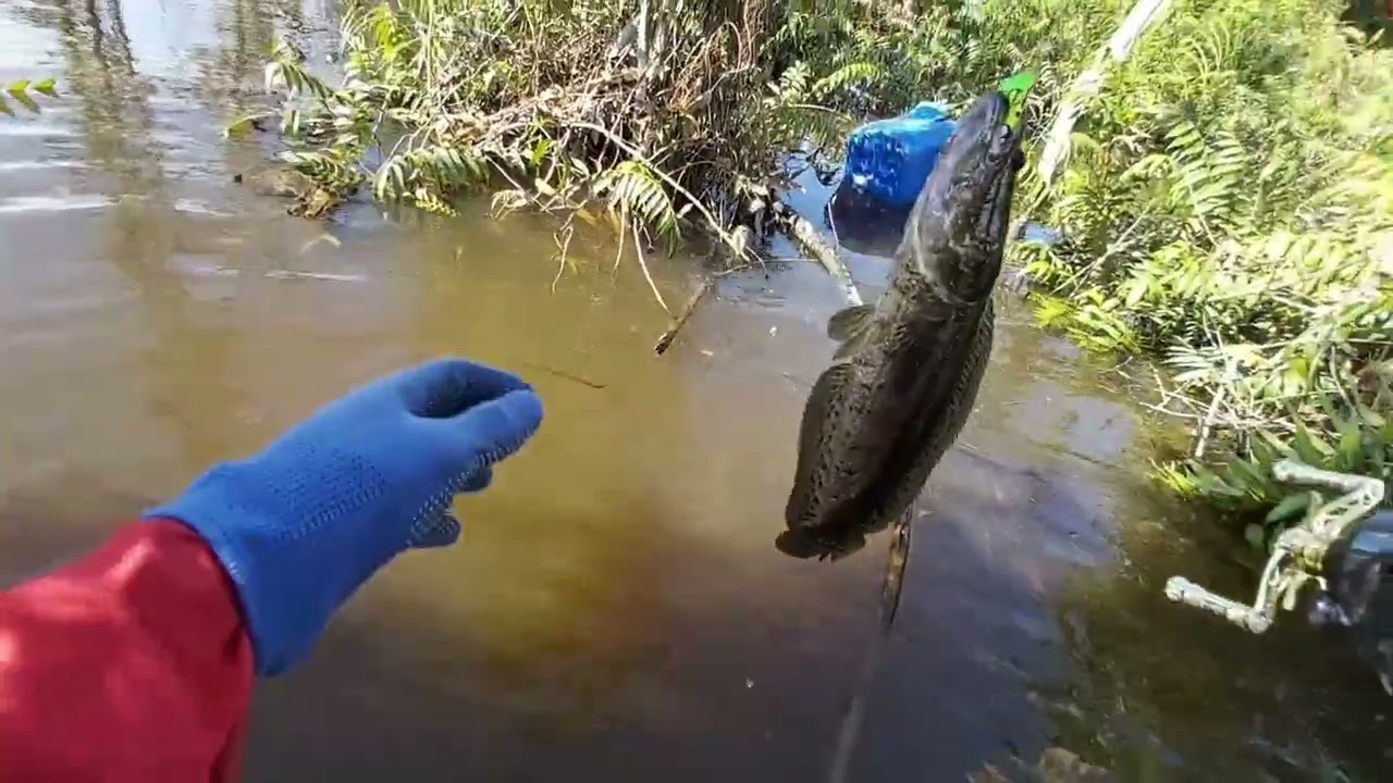 Apapun masalahnya ,solusinya hanya mancing#mancing #mancingmania 