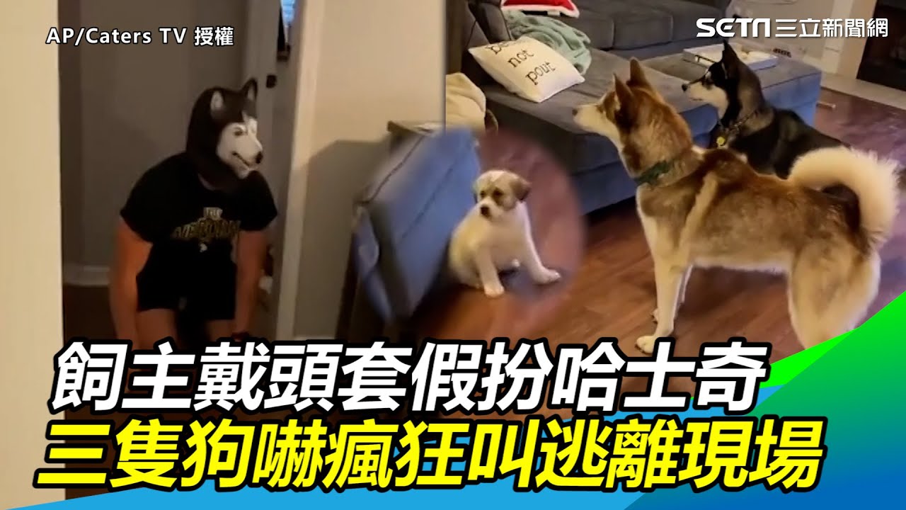 外國飼主戴頭套假扮哈士奇　三隻狗嚇瘋狂叫逃離現場｜三立新聞網SETN.com