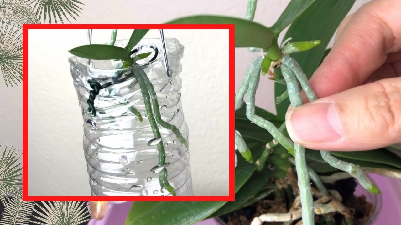 兰花-蝴蝶兰摘高芽 裸根挂盆种植 比玻璃杯更胜一筹