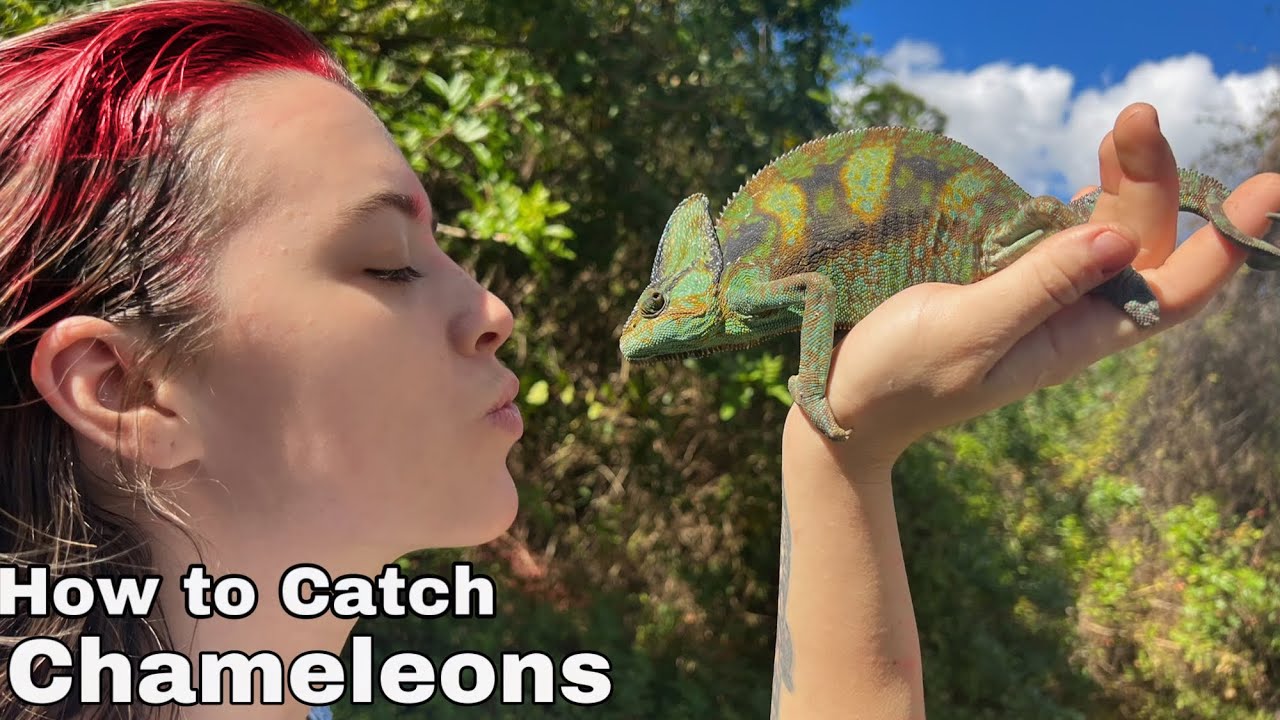 Catching Wild Chameleons in Florida!! Rare Exotic lizards Found in Everglades
