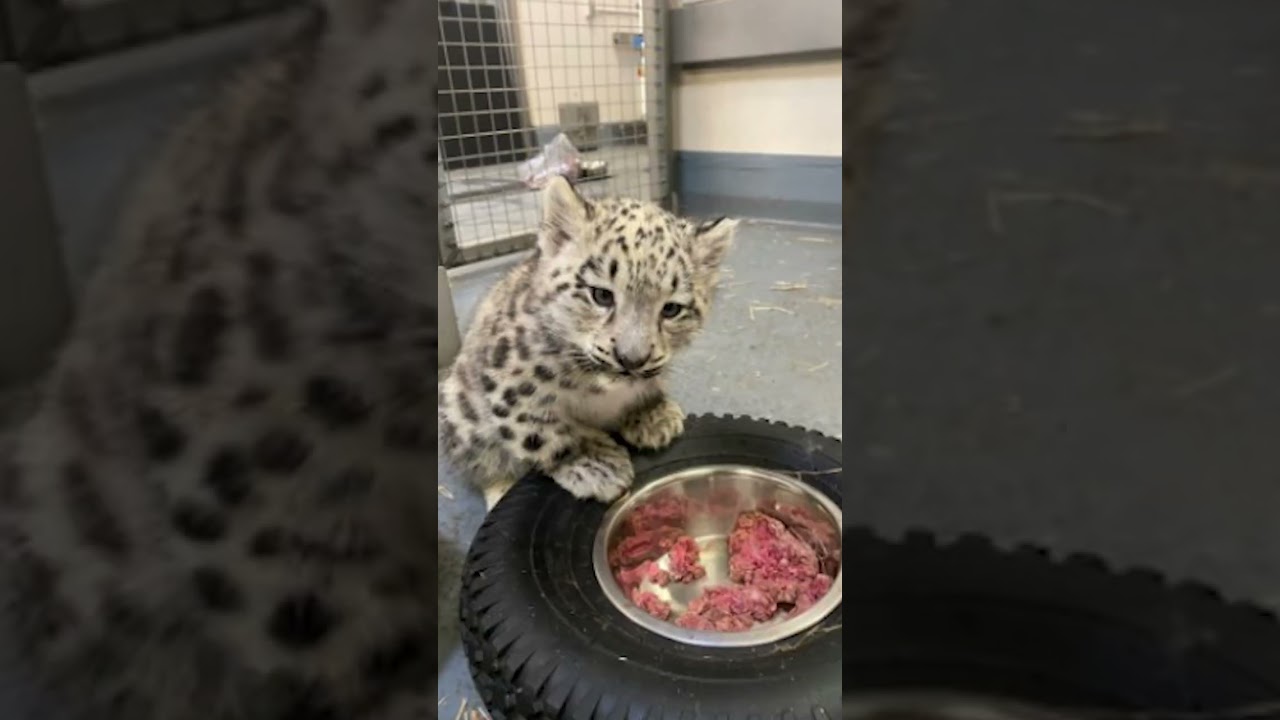 Snow Leopard Cub Update - Toronto Zoo
