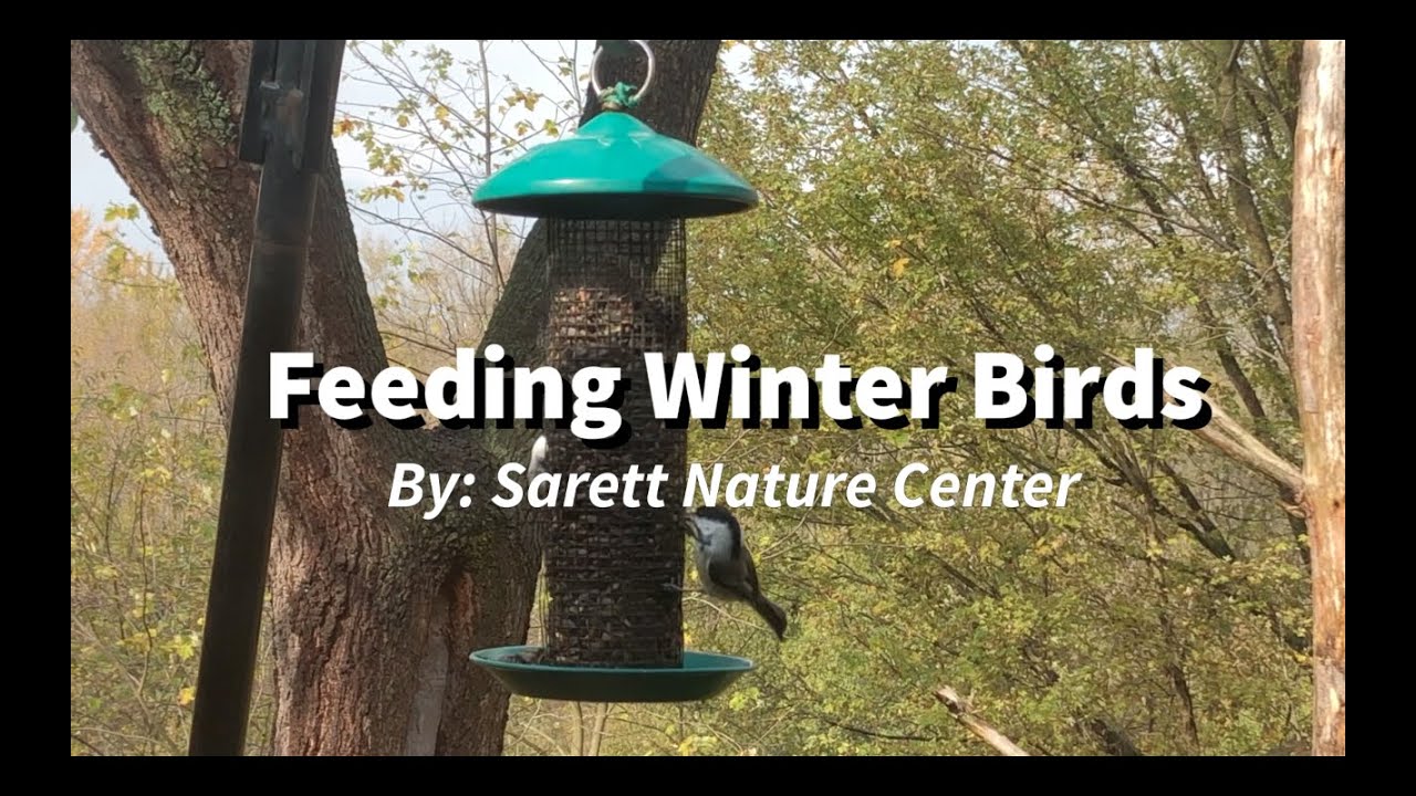 Feeding Winter Birds