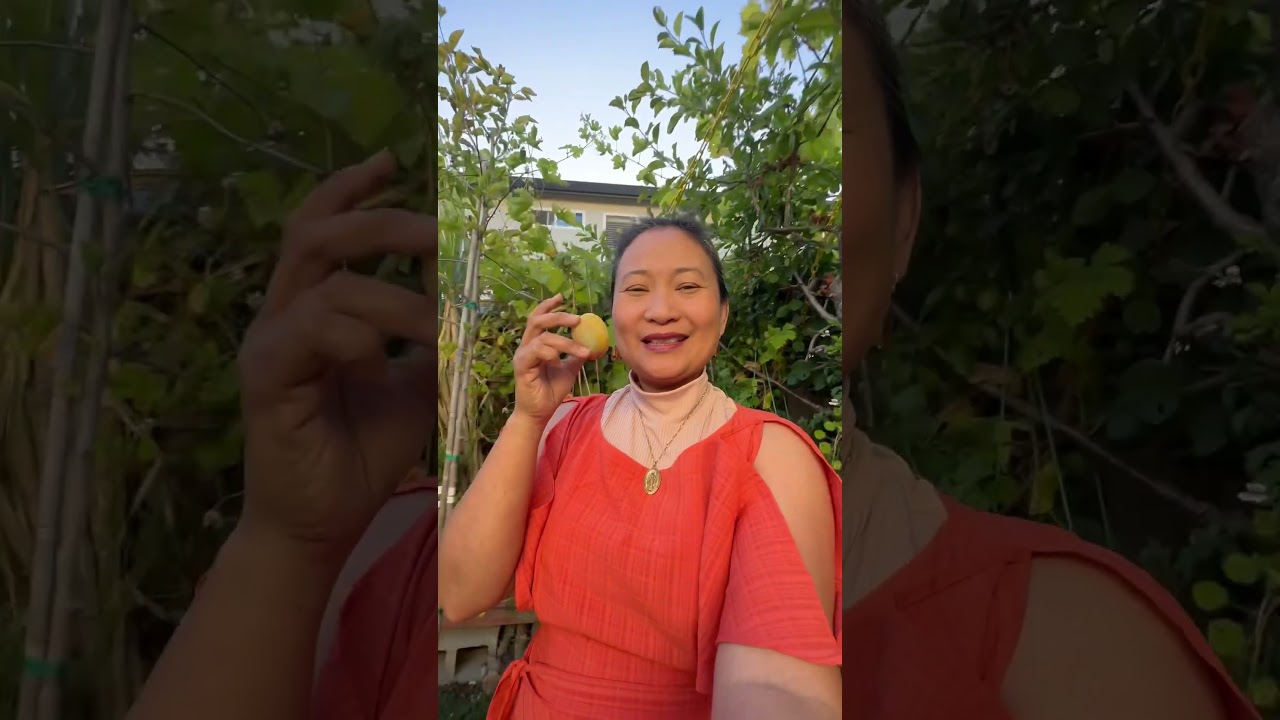 Golden Plum, July 25, 2023