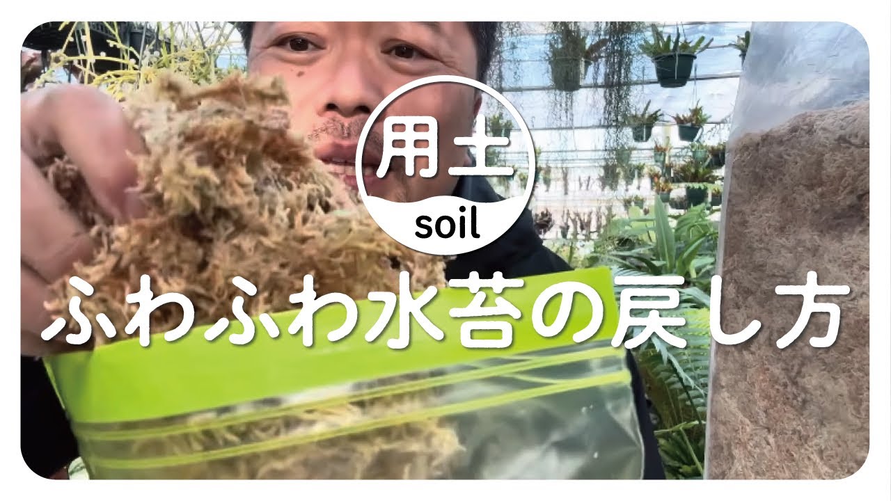 水苔の力を信じてみないか⁉️ 正しい戻し方　#観葉植物 #水苔 #園芸  #育て方