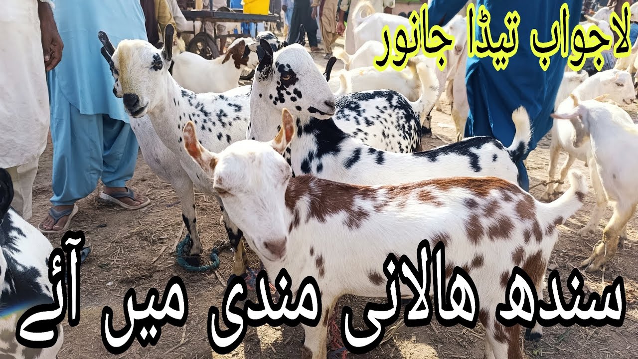 Sindh Halani Mandi Mein Ayein khubSouraT Teda#farmanimal #farm #farming #baffalo #cattlefcow #cow