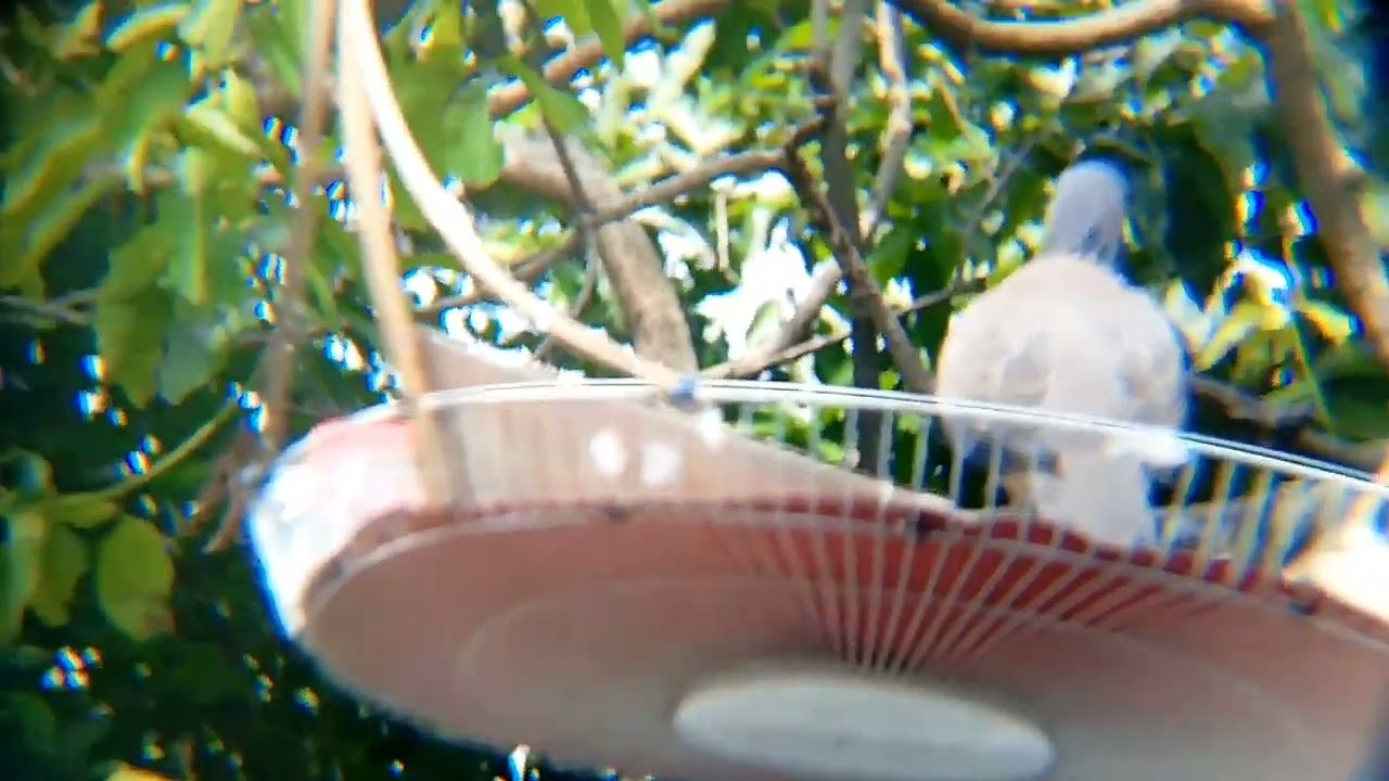 Riview Koleksi hasil pikat & cara perawatannya 