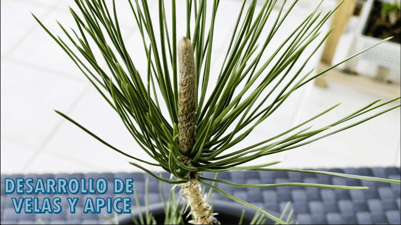 Bonsai pino negro - Capítulo 3:  Marzo - Desarrollo de velas y ápice
