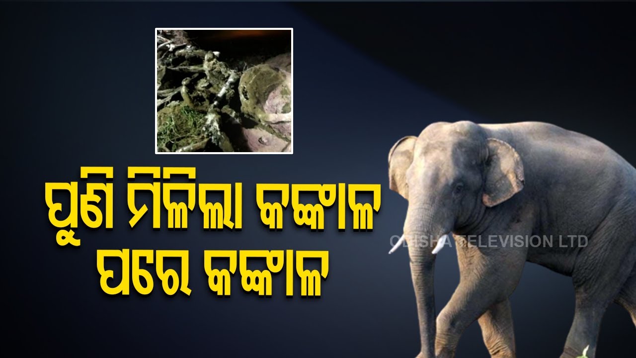 Skeleton of another elephant found with tusks missing in Odisha's Athagarh forest division
