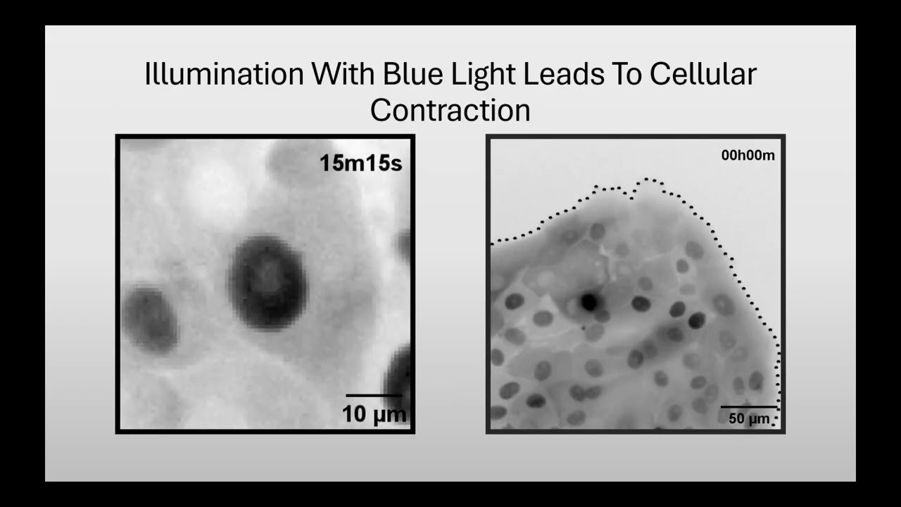Investigating the mechanics of cancer tissue - my MSc thesis in 3 minutes