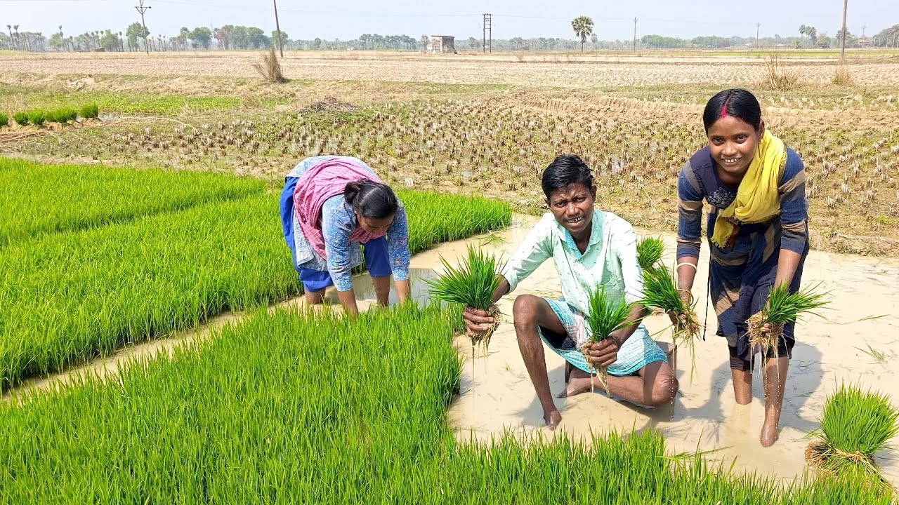 সকলে মিলে একসাথে আমরা মাঠে আনন্দ করে কাজ করি ll
