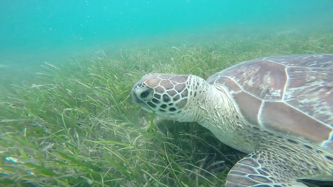 Snorkeling Green Island, Great Barrier Reef