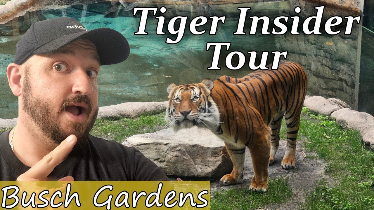 Behind the Scenes: The Tiger Insider Tour at Busch Gardens