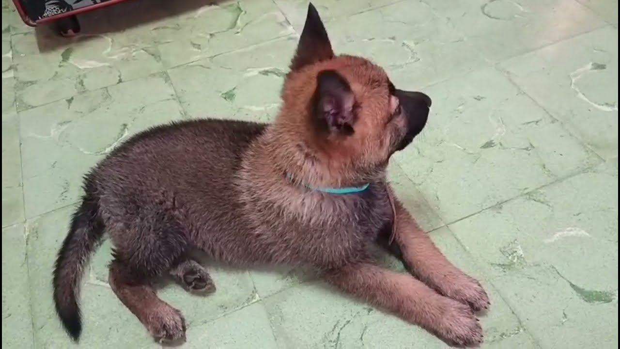 🐾🐾 Raya no siempre fue así… Evolución real 🐾🐾