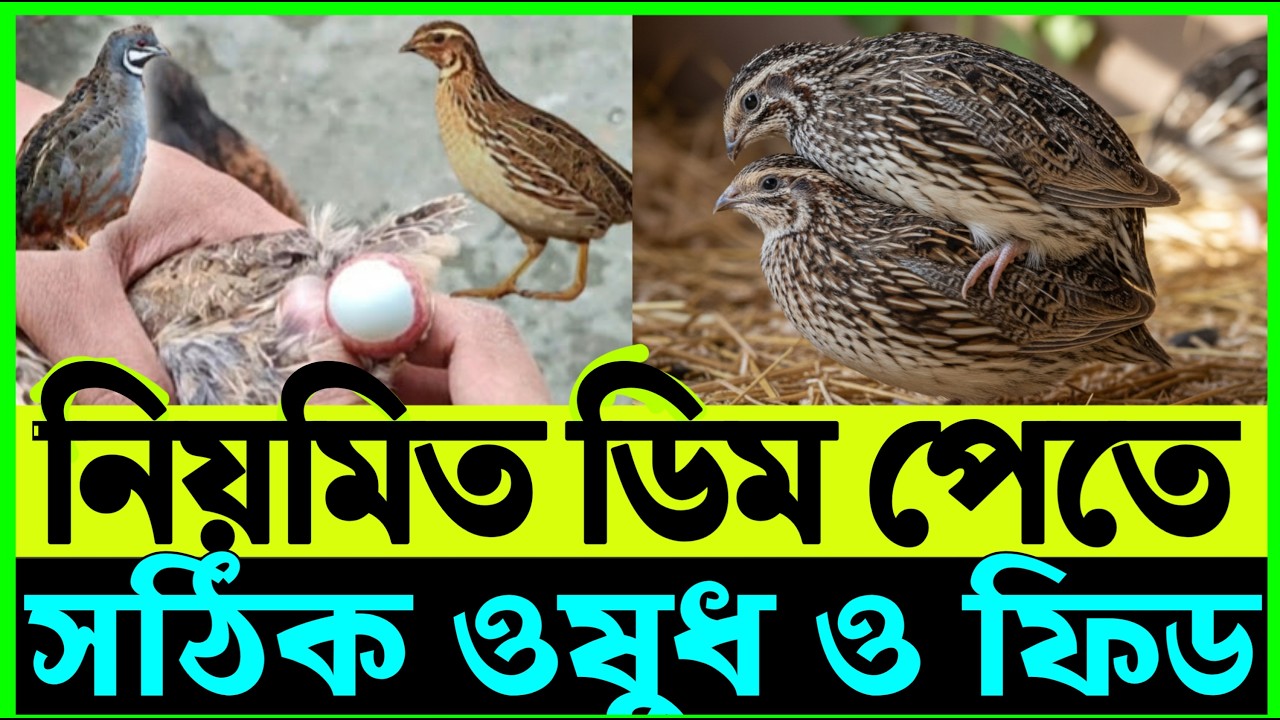 কোয়েল পাখি পালন পদ্ধতি // কোয়েল পাখি কত দিনে ডিম দেয় // Koyel pakhi palon // koyel pakhi
