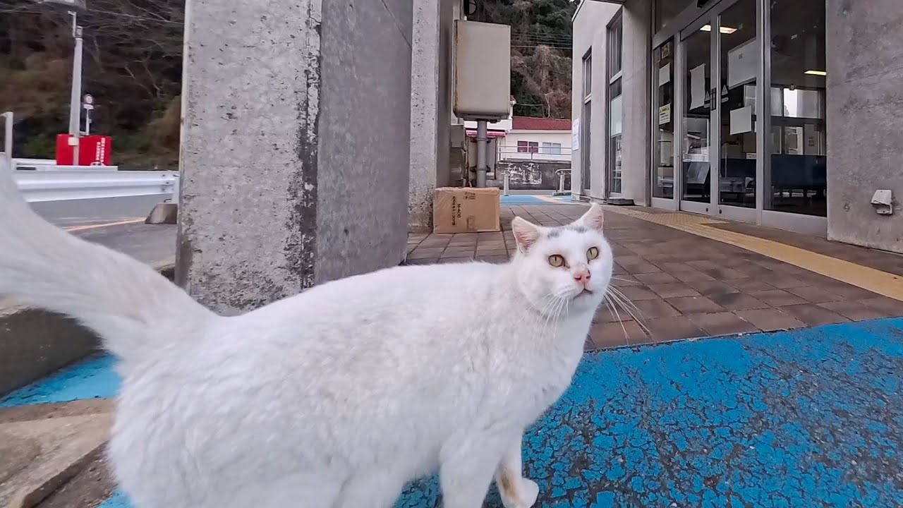 フェリー乗り場の猫ちゃん、近づくとクルッと背中向けて腰トントン要求が可愛すぎた