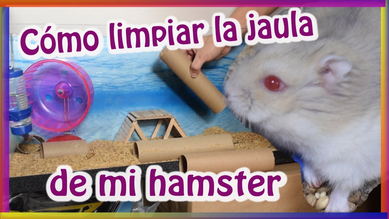 Cómo limpiar la jaula de mi hamster?