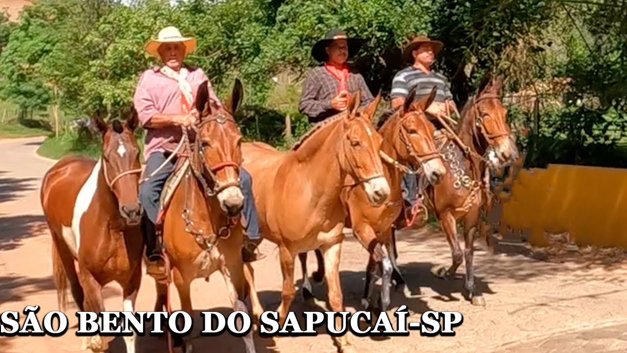 TROPEIROS DE LIMEIRA NA SERRA DA MANTIQUEIRA !