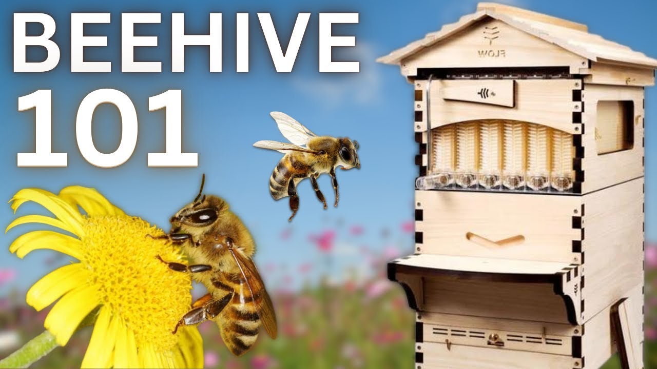 Beekeeping 101: A First Look at Starting Your Own Hive