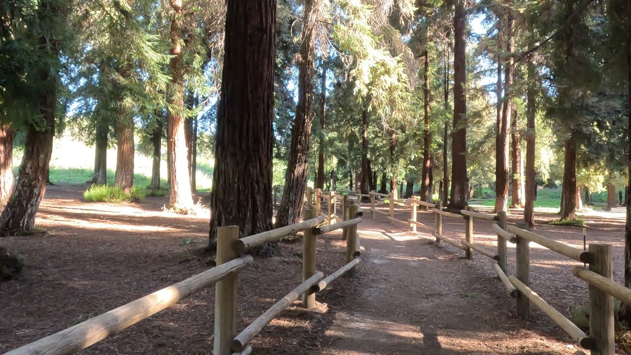Redwoods Grove. Carbon Canyon Regional Park. Brea, California. Increible q ue exista este lugar!!