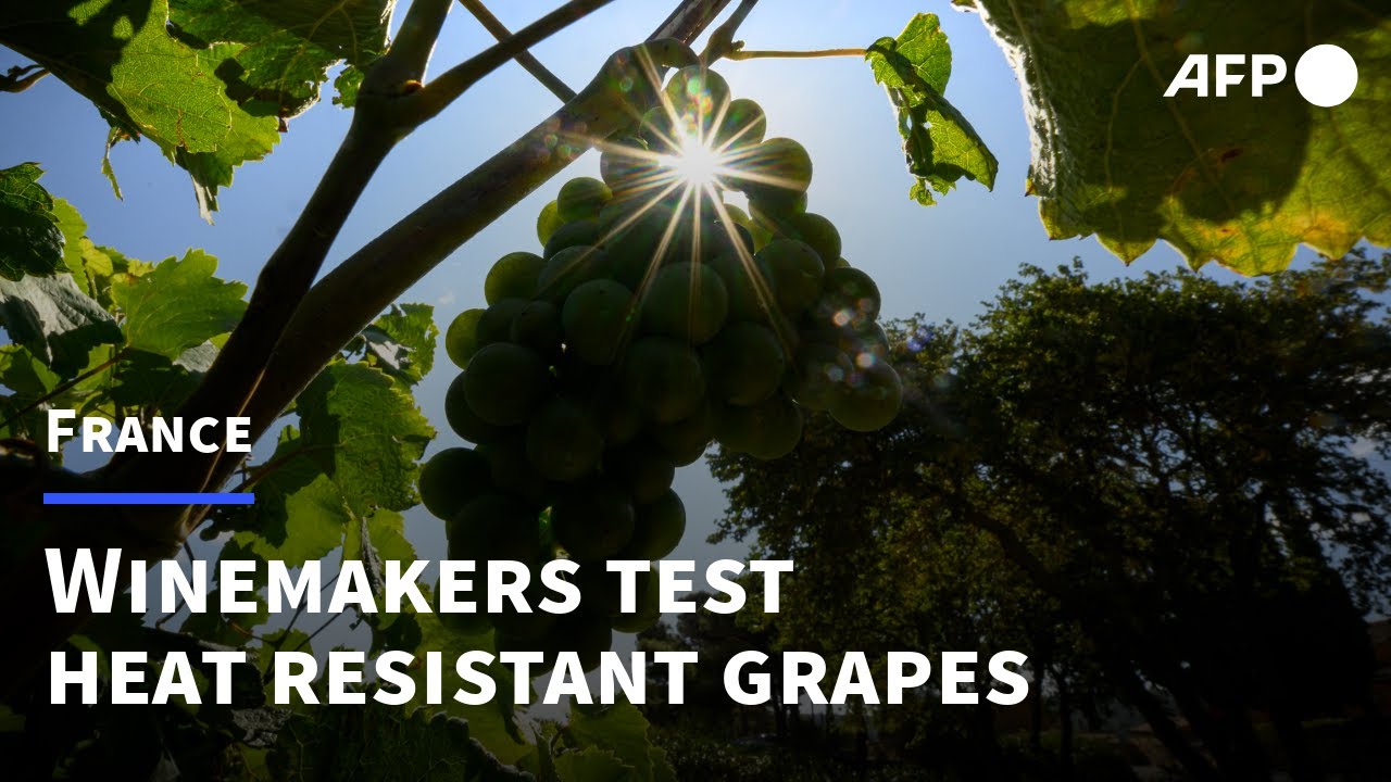 French winemakers test different grape varieties to adapt to climate change | AFP