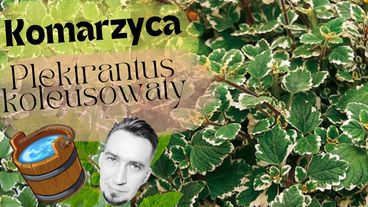 Plektrantus koleusowaty / Komarzyca / Plectranthus coleoides -Rozmnażanie i ukorzenianie |BeczkaWody