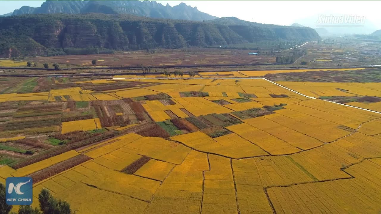 Fabulous views of rice fields across China