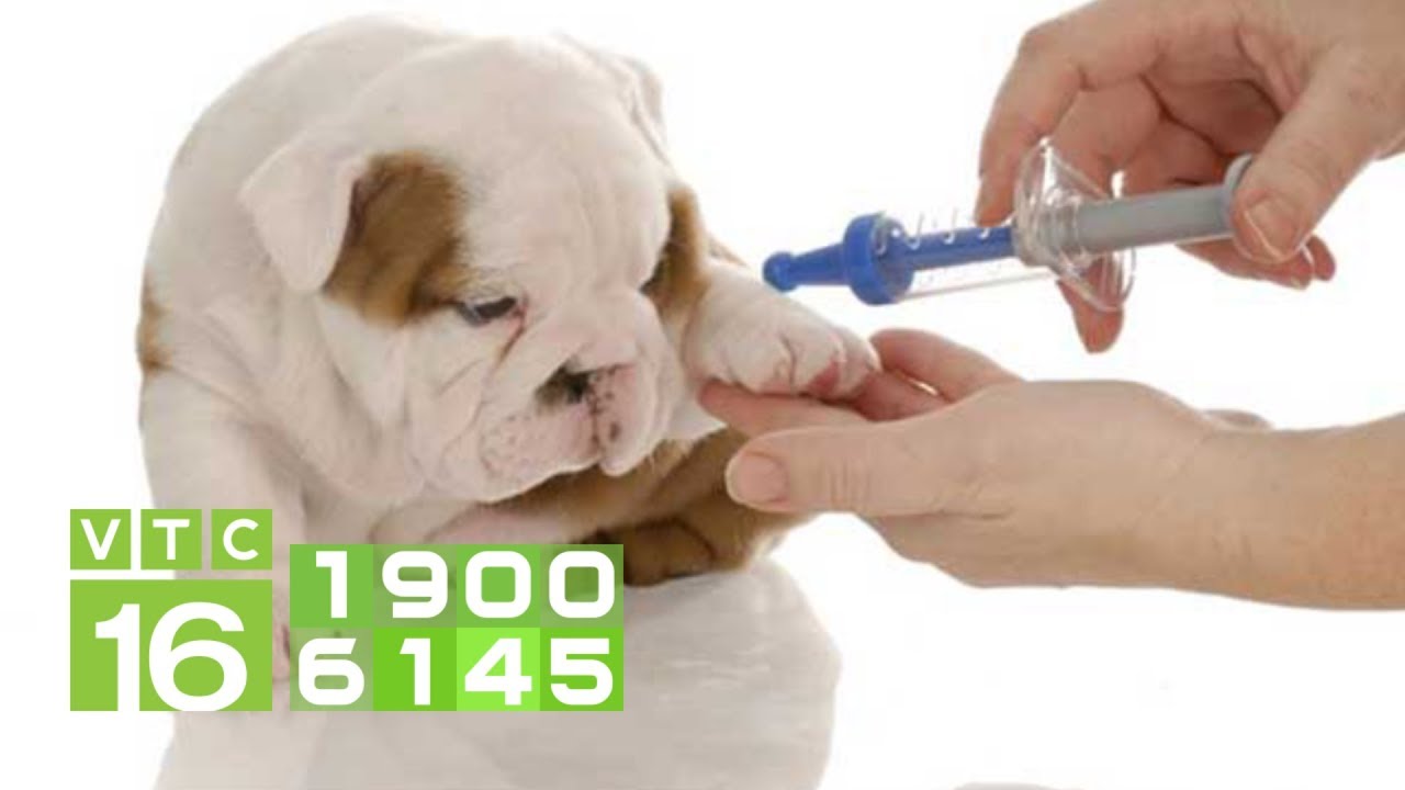 Quy trình tiêm vacxin cho chó từ 